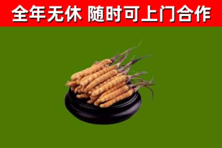 嵊泗回收散虫草
